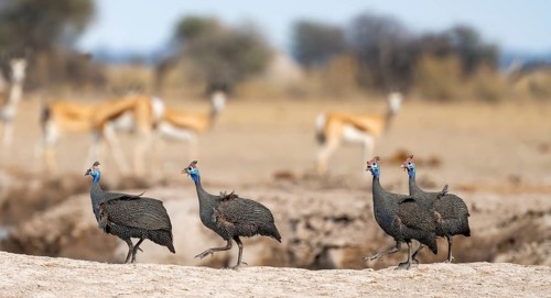 Helmeted guinea fowl (Numida meleagris), group at the waterhole, Nxai Pan National Park, Botswana,