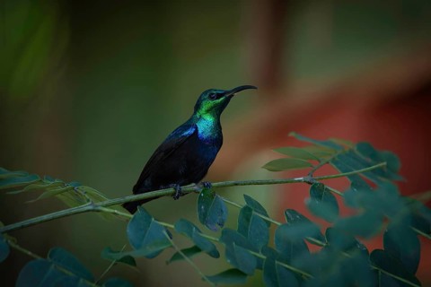 Male sunbird in the rainforests of Analamazaotra National Park in eastern Madagascar