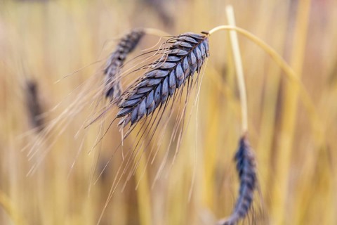 Black emmer (Triticum dicoccon var.atratum), spike, Burggarten Cadolzburg, Bavaria, Germany, Europe