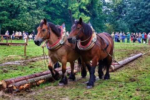 Two back horses, cold-blooded horses at work, pulling logs, demonstration, Horse Park 2017 event,