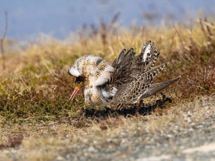 Ruff (Calidris pugnax) male in breeding plumage displaying at lek, Pokka, Finnish Lapland