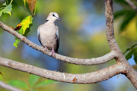 Red-crested Pigeon, (Streptopelia vinacea), Red-winged Turtle Dove, Morgan Kunda lodge / road to