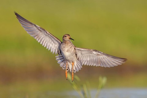 Ruff (Philomachus pugnax), female in flight, Narew, Bialystok, Podlasie, Poland, Europe