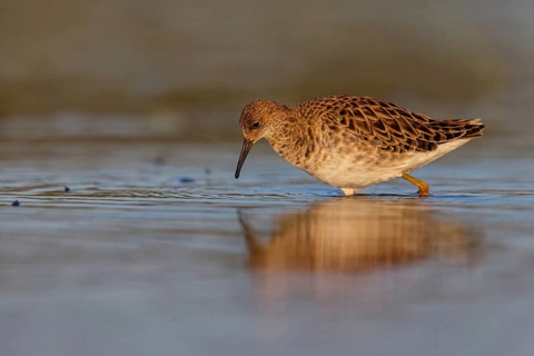 Ruff (Philomachus pugnax), female, Narew, Bialystok, Podlasie, Poland, Europe