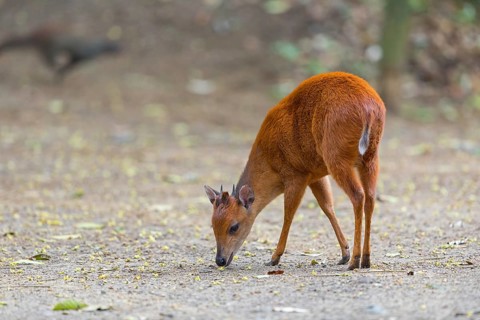 Red forest duiker (Cephalophus natalensis) antelope, iSimangaliso Wetland Park, St. Lucia,