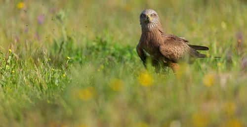 Black kite (Milvus migrans), flight photo, perch, Hides De Calera / Steppe Raptors, Nussloch,