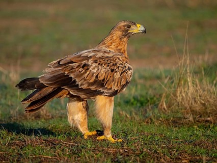 Spanish imperial eagle (Aquila adalberti), El Millaron Imperial Eagle Hid, Salorino, Extremadura