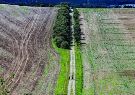 Tractor tracks on a harvested field, walker on a field path Neinstedt, 21/08/2014, Neinstedt,