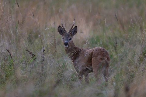 Roebuck, leaf time, Wittlich, Rhineland-Palatinate, Germany, Europe