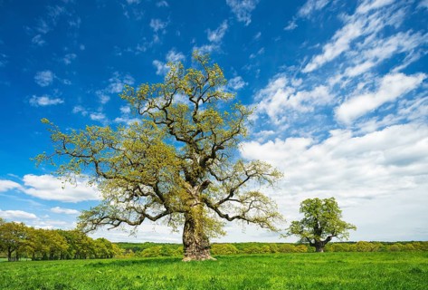 Old solitary oaks on a meadow in spring, former hut trees, Reinhardswald, Hesse, Germany, Europe
