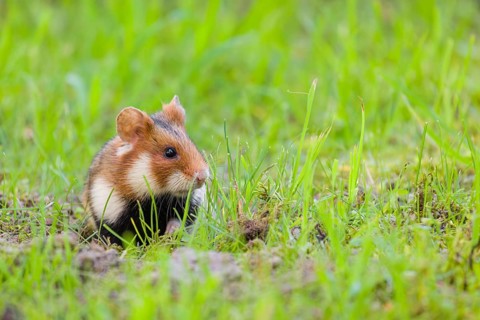 A European hamster (Cricetus cricetus), Eurasian hamster, black-bellied hamster or common hamster,