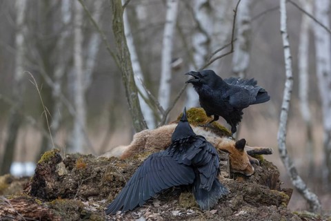Two common raven (Corvus corax), fighting and feeding on the carcass of a red fox lying on stones
