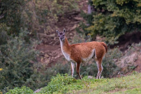 One male guanaco (Lama guanicoe) stands on steep ground