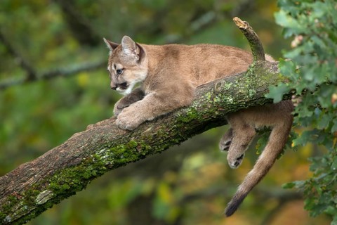 One young cougar, Puma concolor, resting on a big branch high up in an oak tree