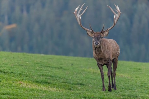 One Red Deer stag (Cervus elaphus) at the rutting season, walking over a meadow, calling. A forest