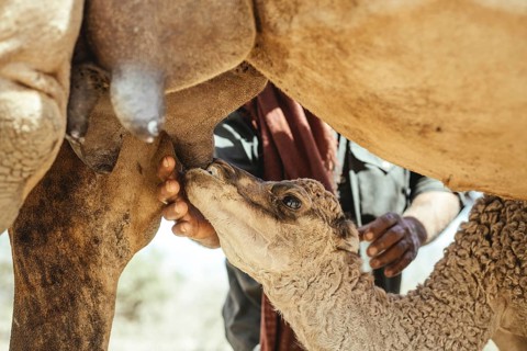 Camel calf suckling on its mother's udder on the camel farm of Sheikh Ahmed Ali Al-Mahri, camel