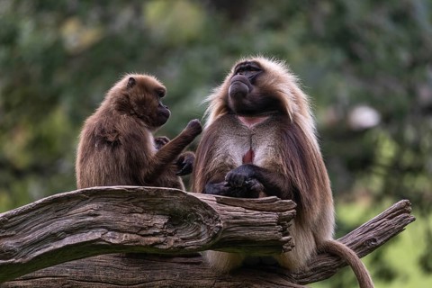 Family of Gelada (Theropithecus gelada), or bleeding-heart monkey with a male, female and baby. A