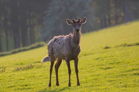 Altai maral, Altai wapiti or Altai elk, standing on meadow in backlight. Springtime with fresh