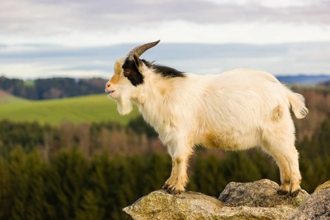 An African Pygmy goat Capra aegagrus hircus) stands on top of a rock, looking around