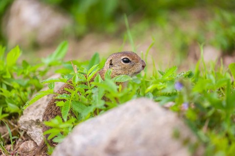 An adult and a young European ground squirrel (Spermophilus citellus) or European souslik sits in