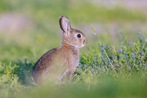 European rabbit, young common rabbit (Oryctolagus cuniculus) juvenile sitting near entrance to