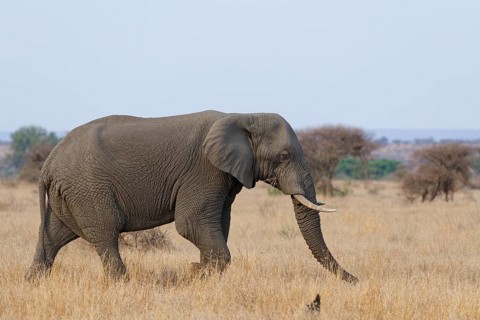 African bush elephant (Loxodonta africana), adult male feeding on dry grass while walking,