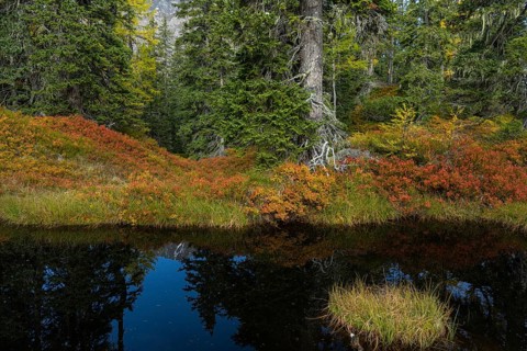 View of an autumnal virgin forest with small ponds, dead trees and heather. Hohe Tauern NP, Kolm