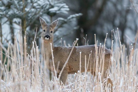 Roe deer standing in hoar frosted dead stinging nettle at minus 15 °C at sunrise. Licking off the
