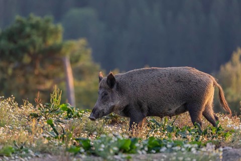 One adult wild boar or wild pig (Sus scrofa) searching for food on a flowering meadow in late