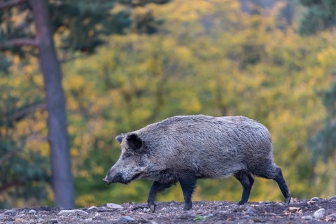 One wild boar or wild pig (Sus scrofa), walking over an opening in early morning light, searching