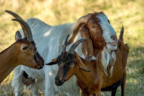 Goats (Capra), Boer goats, goats courting buck with long beard, scent, pasture with dry grass,