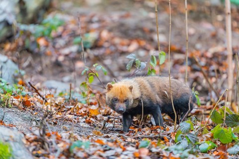 One Bush dog (Speothos venaticus) walking thru deforested area with dead leaves on the hilly ground