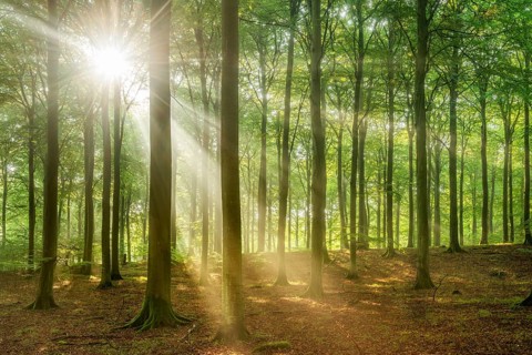 The sun shines through a near-natural beech forest (Fagus sp.) with morning mist, Stubnitz forest