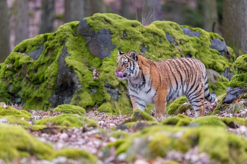 One young female Siberian Tiger, Panthera tigris altaica, walking between rocks in a forest