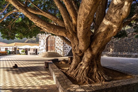 Giant tree in the Plaza de Masca square in front of the Ermita de la Inmaculada Concepción church,