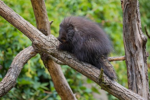 One North American porcupine (Erethizon dorsatum), or Canadian porcupine resting on a branch. A