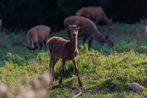 One Red Deer fawn (Cervus elaphus) standing on a green meadow. A dark forest in the background