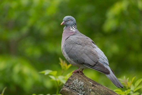 One common wood pigeon (Columba palumbus) standing on a fallen tree. Green vegetation in the