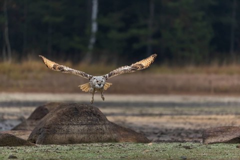 One Siberian Eagle Owl (Bubo bubo sibiricus) flying over a dry lakeshore on an autumnal misty cold