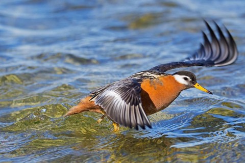 Red phalarope, grey phalarope (Phalaropus fulicarius) female in breeding plumage taking off from