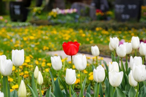 Gönningen tulip blossom, historical cemetery Gönningen, tulips (Tulipa), flowers, white, red