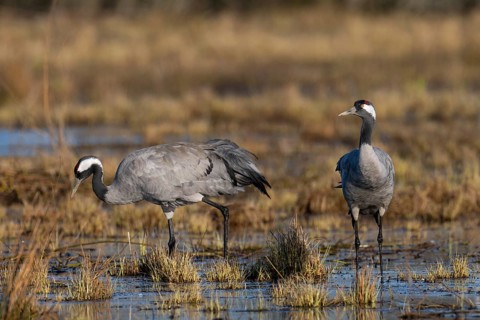 Common crane (Grus grus), Hornborga, Sweden, Europe