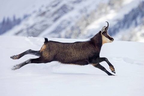 Alpine chamois (Rupicapra rupicapra) female in dark winter coat running down snow covered mountain