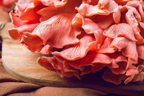 Pink oyster mushroom, bunch, close-up, raw, no people