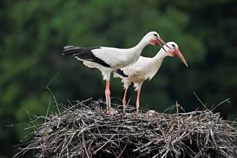 White storks (Ciconia ciconia), mating pair standing on eyrie, Canton Aargau, Switzerland, Europe