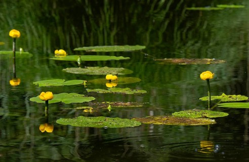 Yellow water-lilies (Nuphar lutea), water, Lower Austria