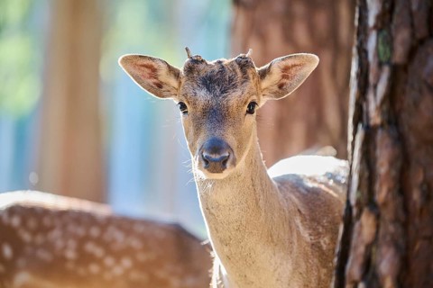 European fallow deer (Dama dama) buck, portrait, in a forest, Bavaria, Germany, Europe