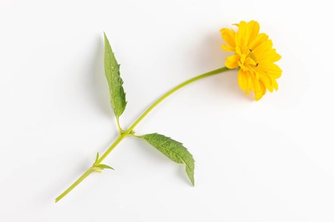 Sun eye (Heliopsis) on a white background