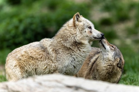 Two wolves interacting in a green, natural environment, possibly showing social bonding,