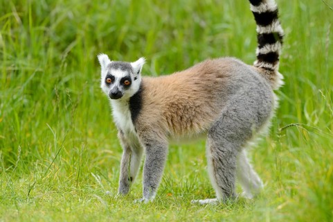 Ring-tailed lemur (Lemur catta) on a meadow, captive, Zoo Augsburg